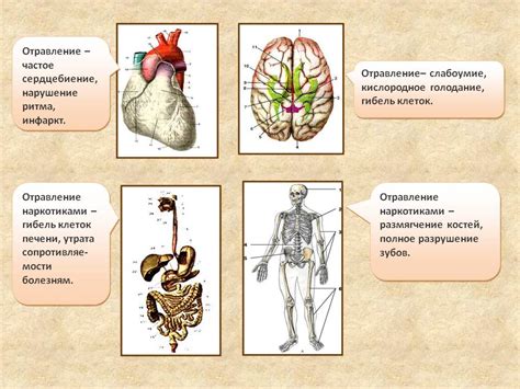 Влияние КДН на организм