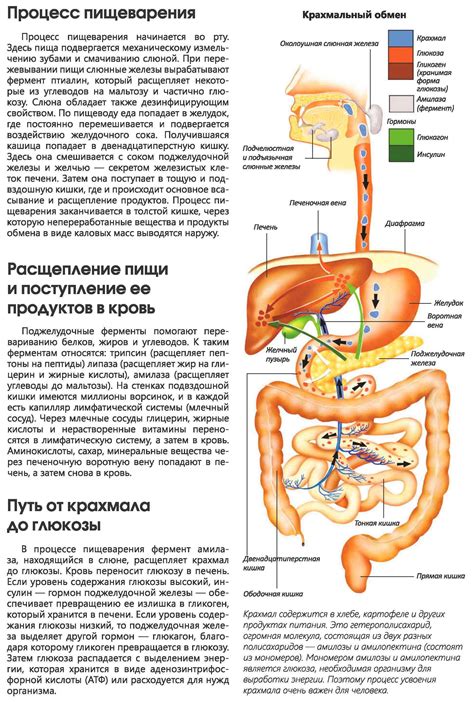 Влияние аскорбиновой кислоты на пищеварительную систему