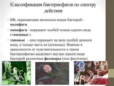 Влияние биологических факторов на развитие корней