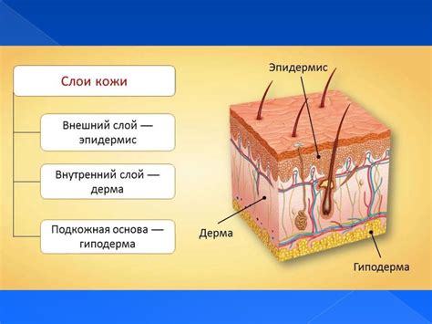 Влияние внешней среды на состояние кожи