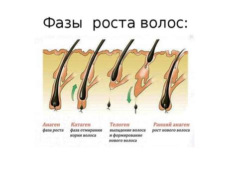 Влияние генетики на частоту стрижки и скорость роста волос