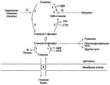 Влияние глюкозы на мочеобразовательную систему