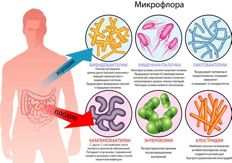 Влияние длительного лежания на животе на организм человека