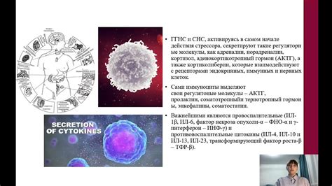 Влияние долгита в желтой упаковке на иммунную систему