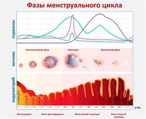 Влияние доминирующего фолликула на менструальный цикл