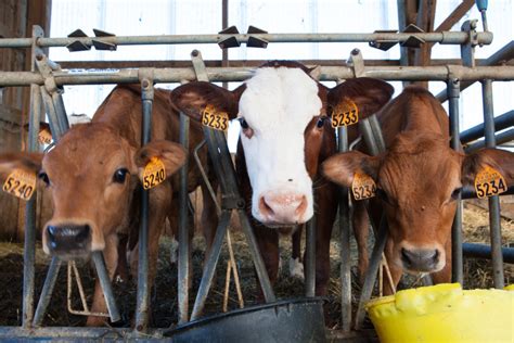 Влияние дыры в боку на молочную продуктивность