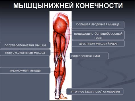 Влияние каблуков на мышцы ног и их тонус