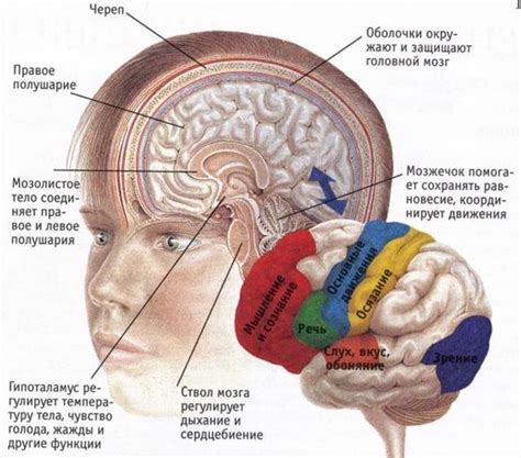 Влияние коры головного мозга на поведение человека