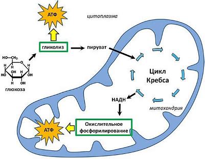 Влияние на энергетический обмен