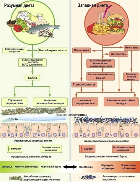 Влияние неправильного питания на кишечную функцию
