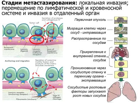 Влияние опухолевых эмболов на организм