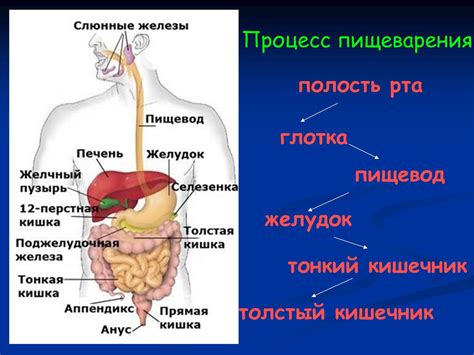 Влияние панкреаса на пищеварительный процесс