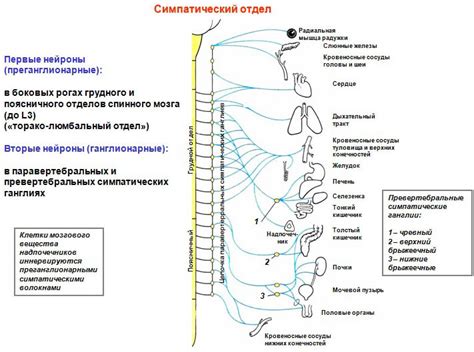 Влияние перегрузки нервной системы на работоспособность