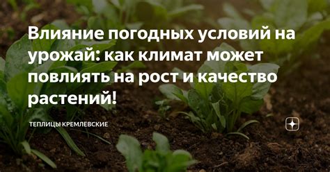 Влияние погодных условий на рост и зрелость рожи