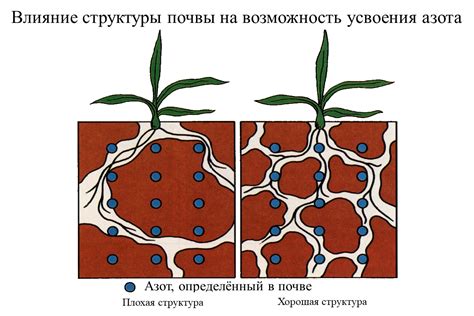 Влияние почвы на растения