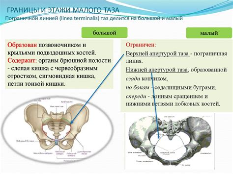 Влияние различий таза на здоровье мужчины