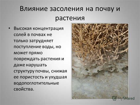 Влияние рассыпания соли на почву и растения