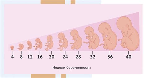 Влияние рождения на 7 месяце беременности на развитие ребенка