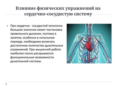 Влияние тренировки на сердечно-сосудистую систему