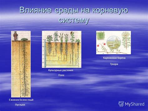 Влияние условий среды на корневую систему