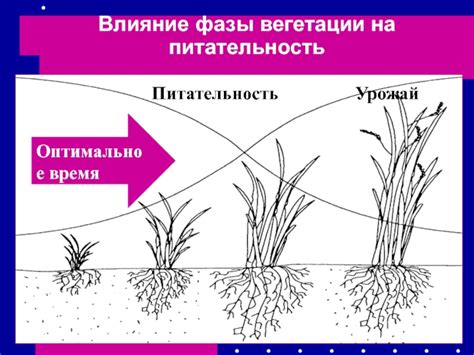 Влияние фазы вегетации на опрыскивание