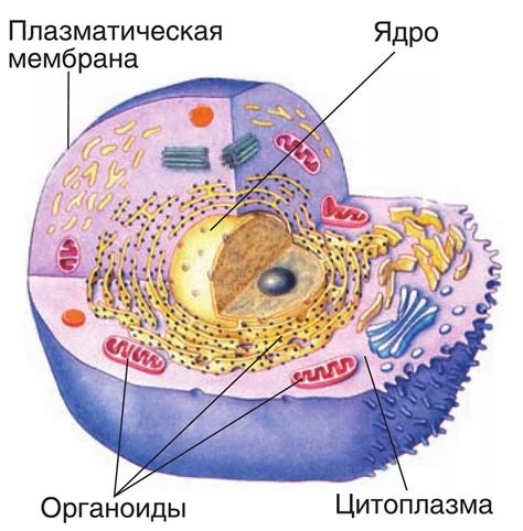 Влияние цитоплазмы на клеточное развитие