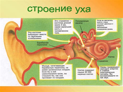 Внешнее ухо: структура и функции