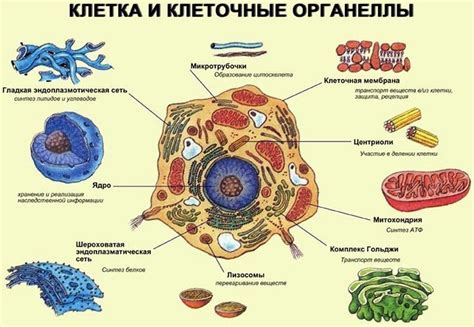 Внешние элементы клетки