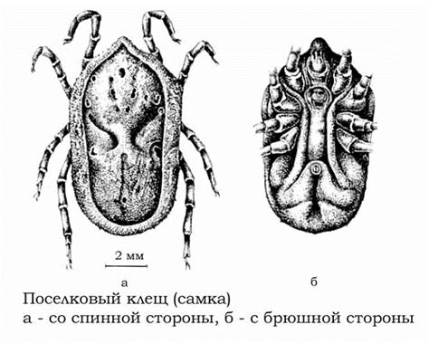 Внешний вид и строение