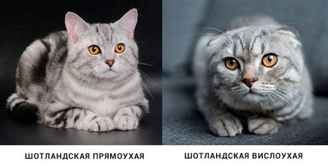 Внешний вид шотландских кошек