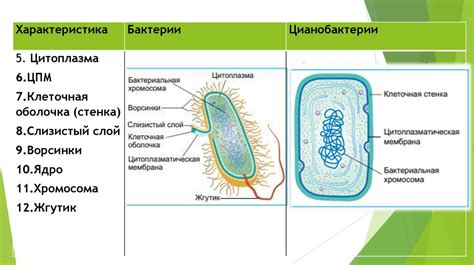 Внутренние органели и молекулярные комплексы: общие черты и особенности клеток цианобактерий и других бактерий