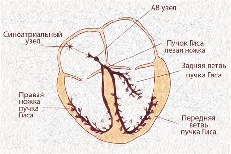 Внутрижелудочковая проводимость: что это такое и почему она важна?