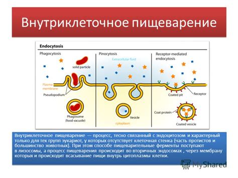 Внутриклеточное пищеварение