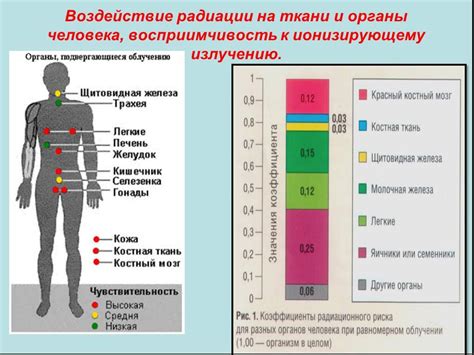 Воздействие ионизирующего радиационного излучения на организм