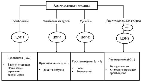 Воздействие на кардиоваскулярную систему