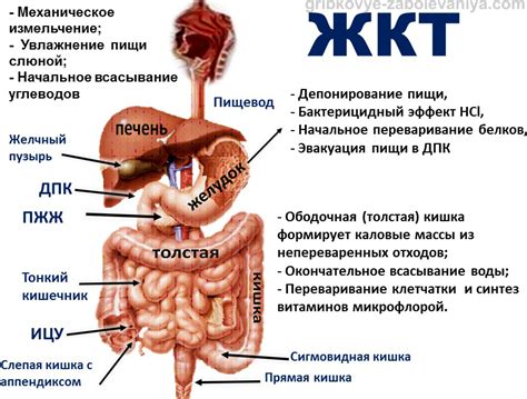 Возраст ребенка и зрелость желудочно-кишечного тракта