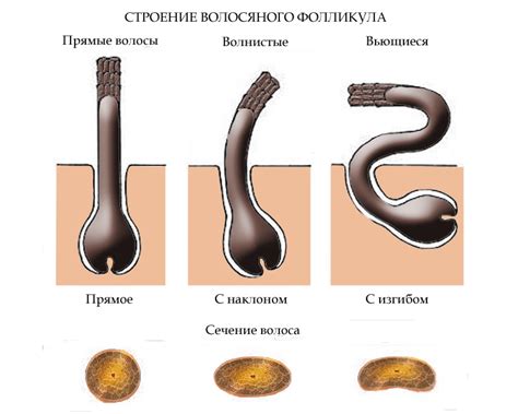 Волосы и внешний вид