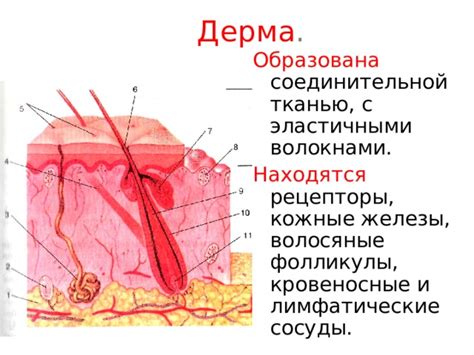 Волосяные фолликулы: строение и функции