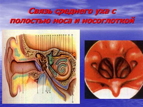 Воспалительные заболевания уха и кожи