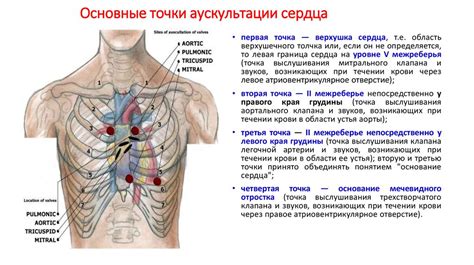 Вред качелей для кровообращения и сердечной деятельности