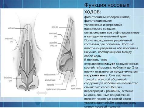 Второй раздел: Функция носа в фильтрации вдыхаемого воздуха