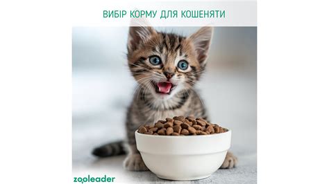 Выбор корма для котенка