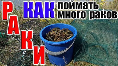 Выбор места для осенней раколовки