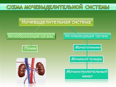 Выделительная система в биологии 8 класс: Что это?