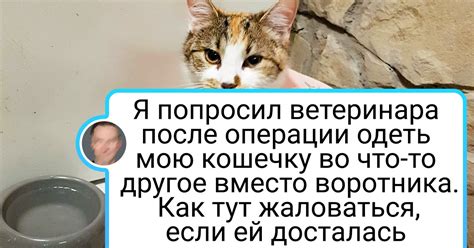 В мире котенка Гава нет места для скуки