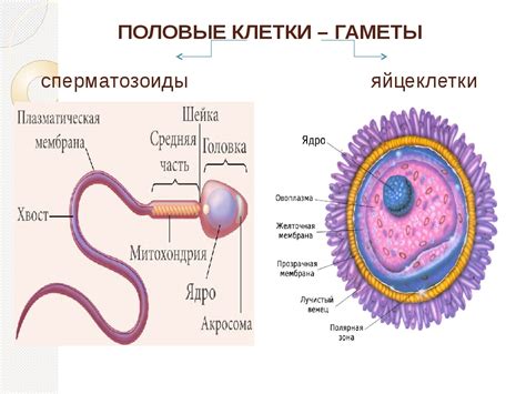 Гаметы в биологии: определение и их роль в развитии 6 класс