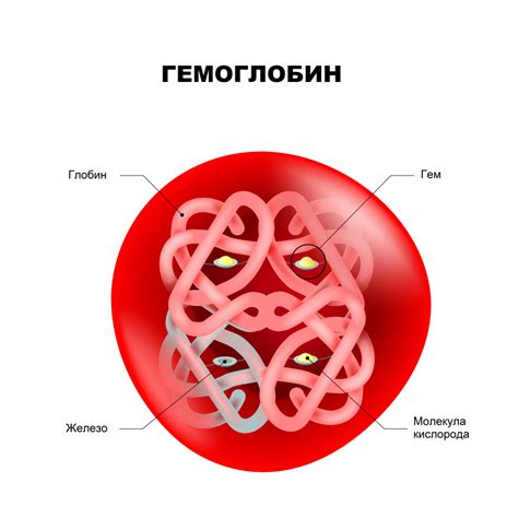 Гемоглобин и его значение