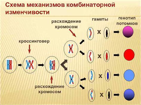 Генетика: наследственность и генетические механизмы