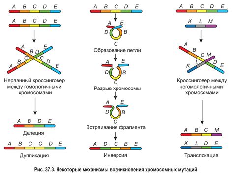 Генетическая изменчивость