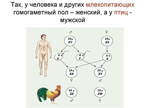 Генетические факторы пола